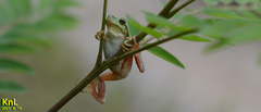 Hyla flaviventris