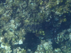 Tridacninae