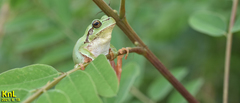 Hyla flaviventris