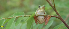 Hyla flaviventris