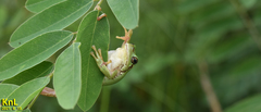 Hyla flaviventris