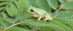 Hyla flaviventris