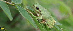 Hyla flaviventris