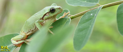 Hyla flaviventris
