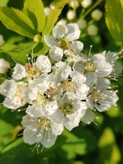 Spiraea chamaedryfolia