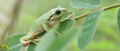 Hyla flaviventris