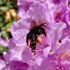 Bombus subterraneus