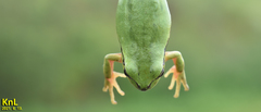 Hyla flaviventris