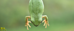 Hyla flaviventris