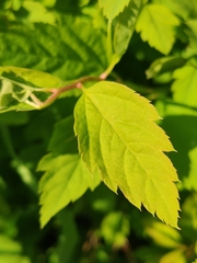 Spiraea chamaedryfolia
