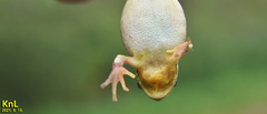 Hyla flaviventris