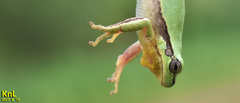 Hyla flaviventris