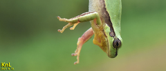 Hyla flaviventris