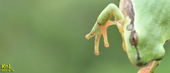 Hyla flaviventris