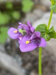 Diascia parviflora