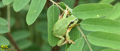 Hyla flaviventris