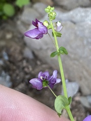 Diascia parviflora