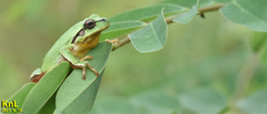 Hyla flaviventris