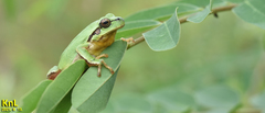 Hyla flaviventris