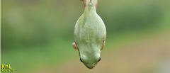 Hyla flaviventris
