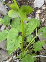 Diascia parviflora
