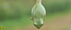 Hyla flaviventris