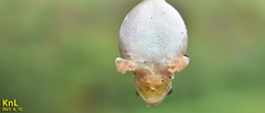 Hyla flaviventris