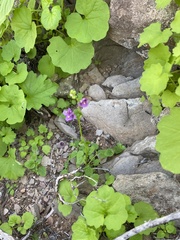 Diascia parviflora