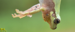 Hyla flaviventris