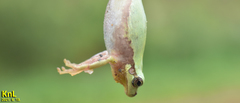 Hyla flaviventris