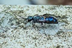 Trirogma caerulea
