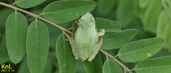 Hyla flaviventris