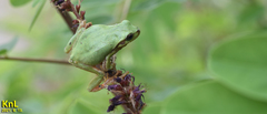 Hyla flaviventris