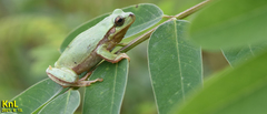Hyla flaviventris