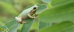 Hyla flaviventris