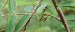 Hyla flaviventris