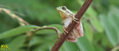 Hyla flaviventris