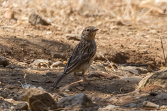 Rhopospina alaudina