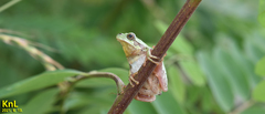 Hyla flaviventris