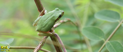 Hyla flaviventris
