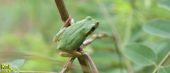 Hyla flaviventris