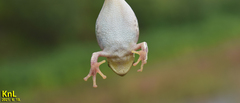 Hyla flaviventris