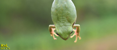 Hyla flaviventris