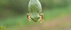Hyla flaviventris
