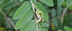 Hyla flaviventris