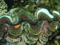 Tridacninae