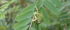 Hyla flaviventris