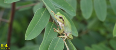 Hyla flaviventris