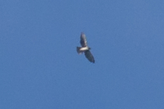 Buteo albigula