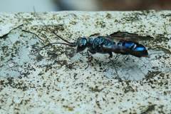 Trirogma caerulea